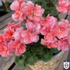 Pelargonium 'Kesgrave' - Pelargoon 'Kesgrave' P9/0,55L